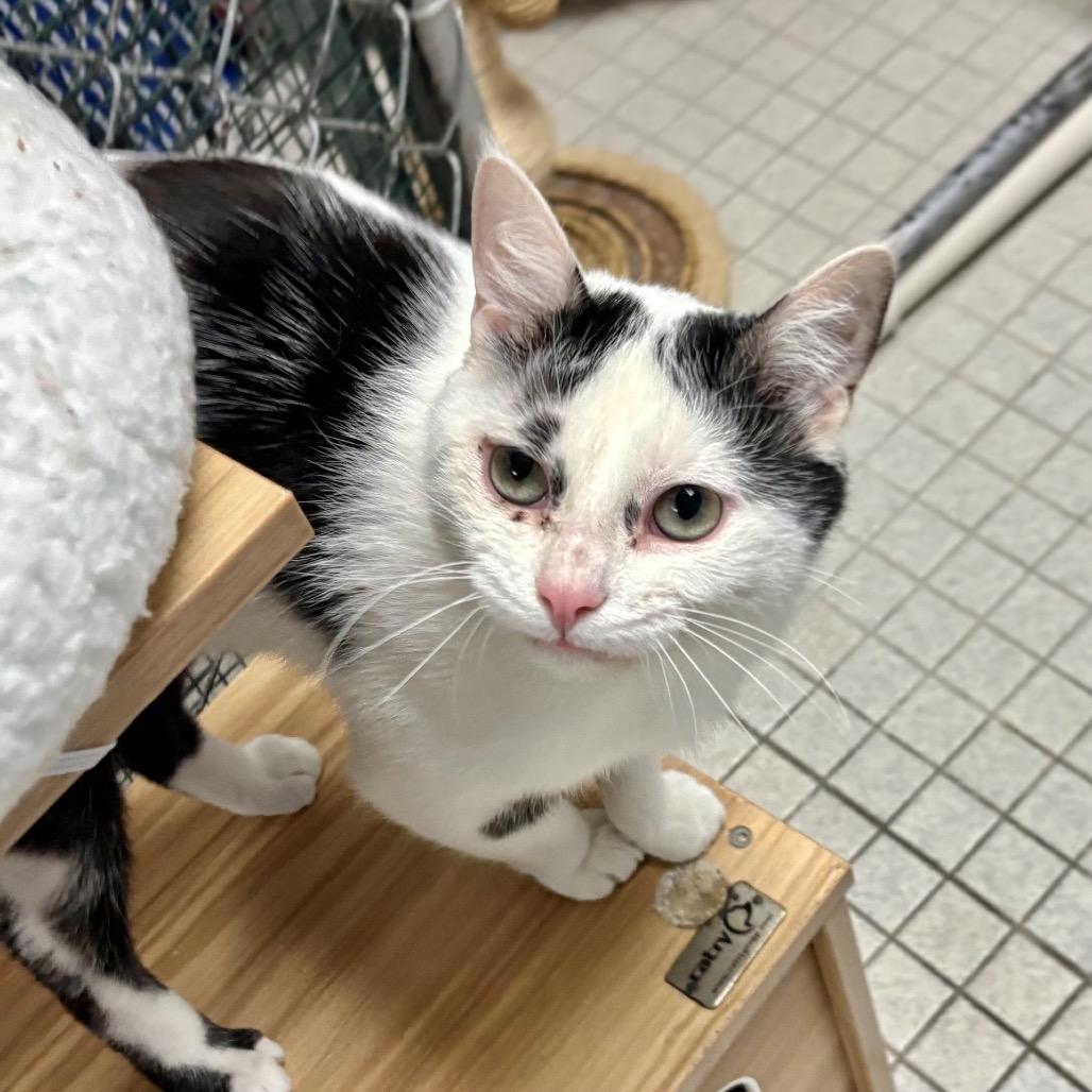 Enlarge Ziggy, a Adoptable Domestic Short Hair in New York, NY image 2/6