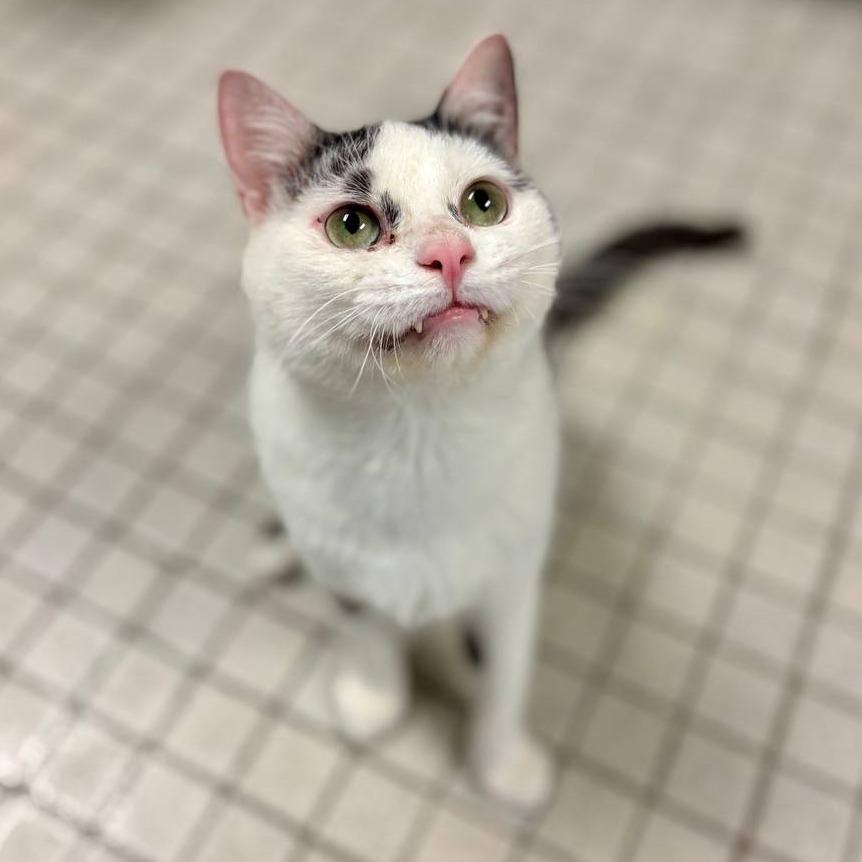 Ziggy, Adoptable, Adult Male Domestic Short Hair.