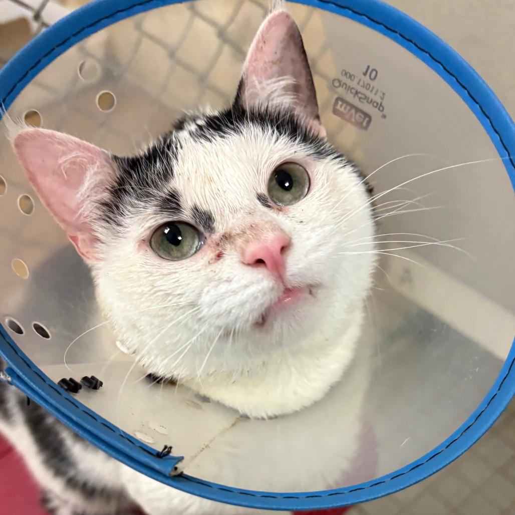 Enlarge Ziggy, a Adoptable Domestic Short Hair in New York, NY image 2/6