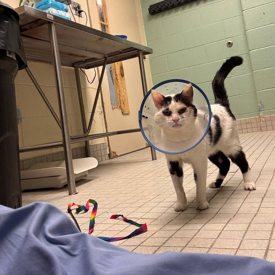 Enlarge Ziggy, a Adoptable Domestic Short Hair in New York, NY image 3/6
