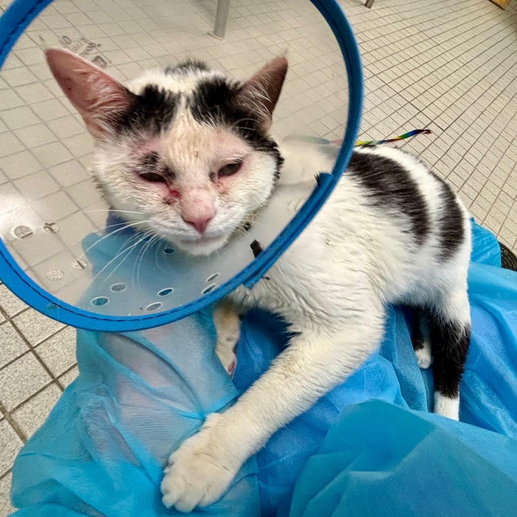 Enlarge Ziggy, a Adoptable Domestic Short Hair in New York, NY image 4/6