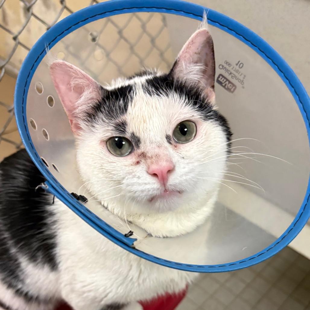Enlarge Ziggy, a Adoptable Domestic Short Hair in New York, NY image 6/6