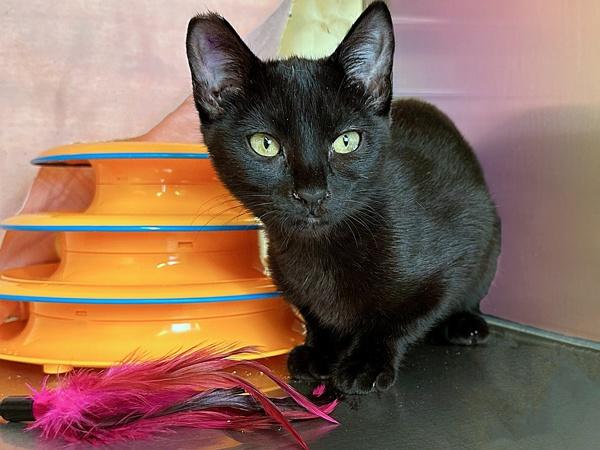 Trixx, Adoptable, Kitten Female Domestic Short Hair.