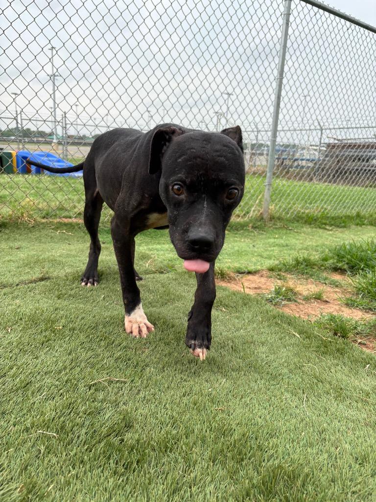 Ralph, a Adoptable Mixed Breed in Bossier City, LA image 1/6