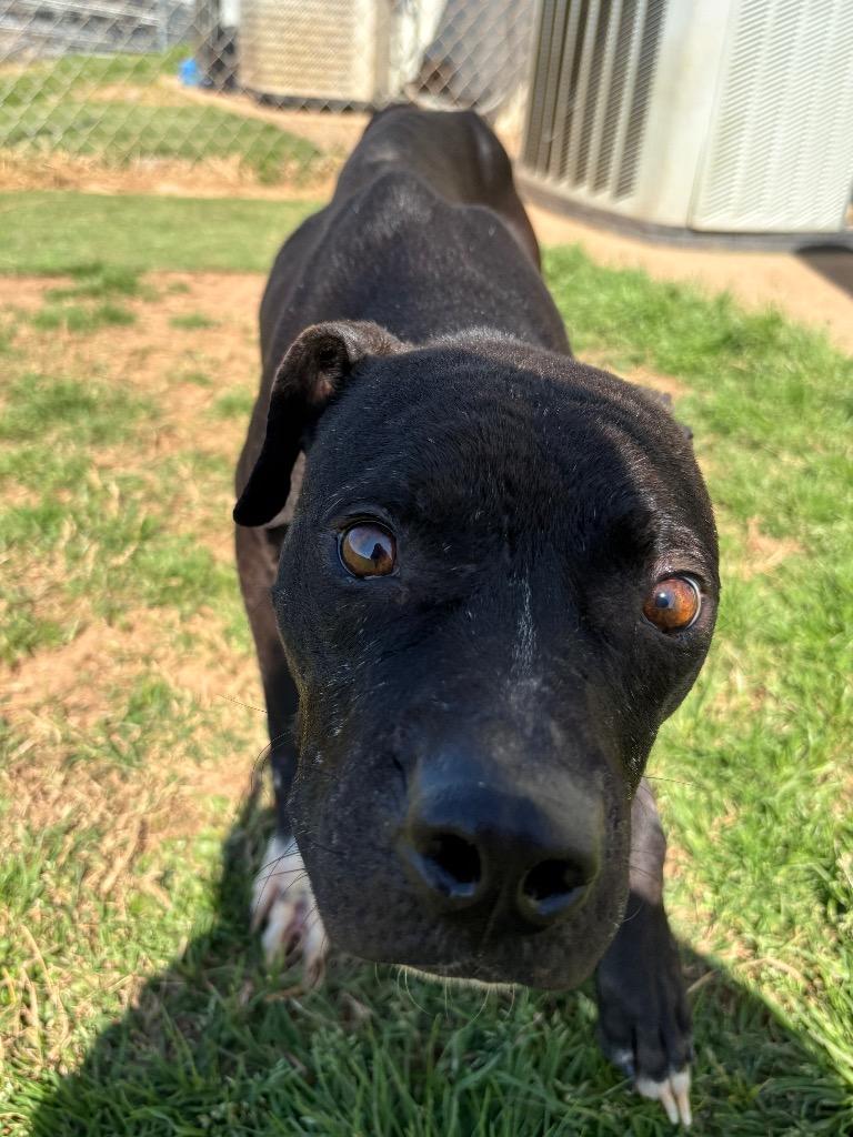 Ralph, a Adoptable Mixed Breed in Bossier City, LA image 2/6