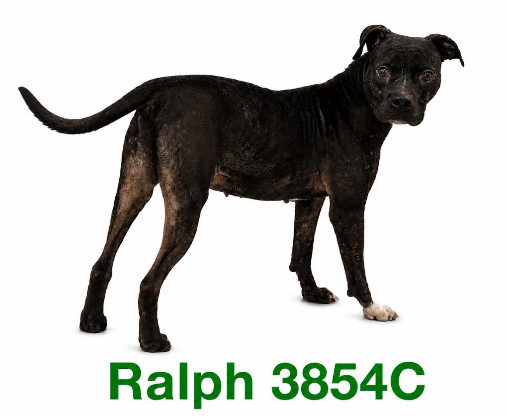 Ralph, a Adoptable Mixed Breed in Bossier City, LA image 4/6