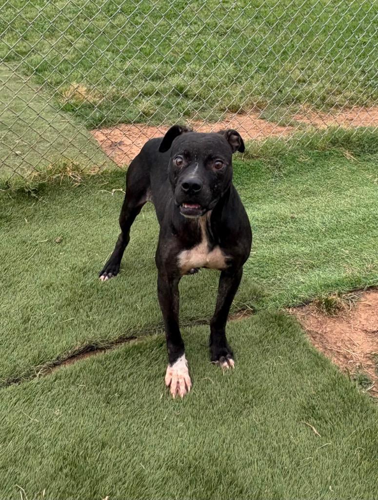 Ralph, a Adoptable Mixed Breed in Bossier City, LA image 5/6