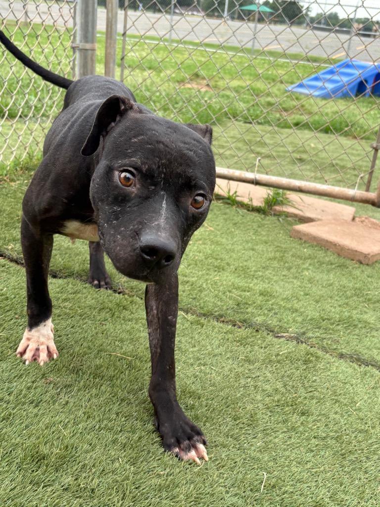 Ralph, a Adoptable Mixed Breed in Bossier City, LA image 6/6