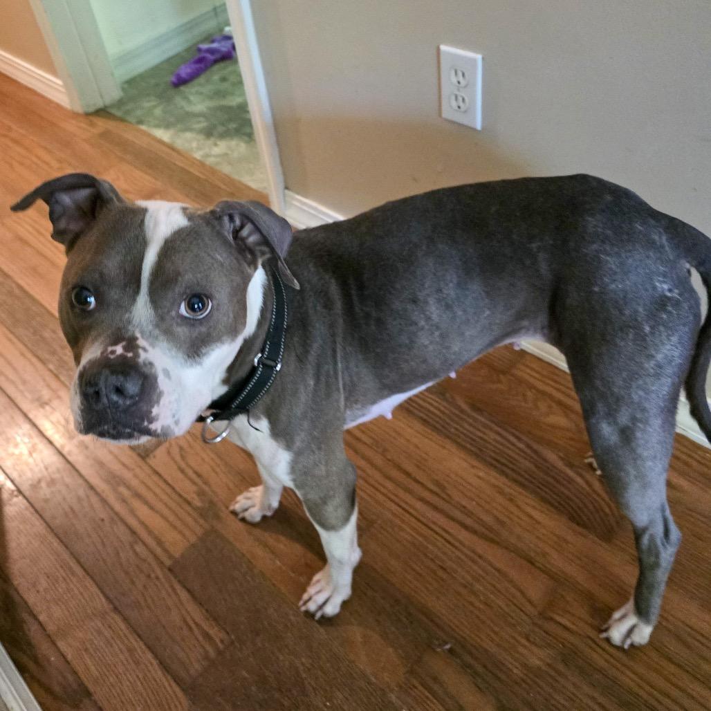 KoKo "Leanne" Renata, Adoptable, Adult Female Pit Bull Terrier.