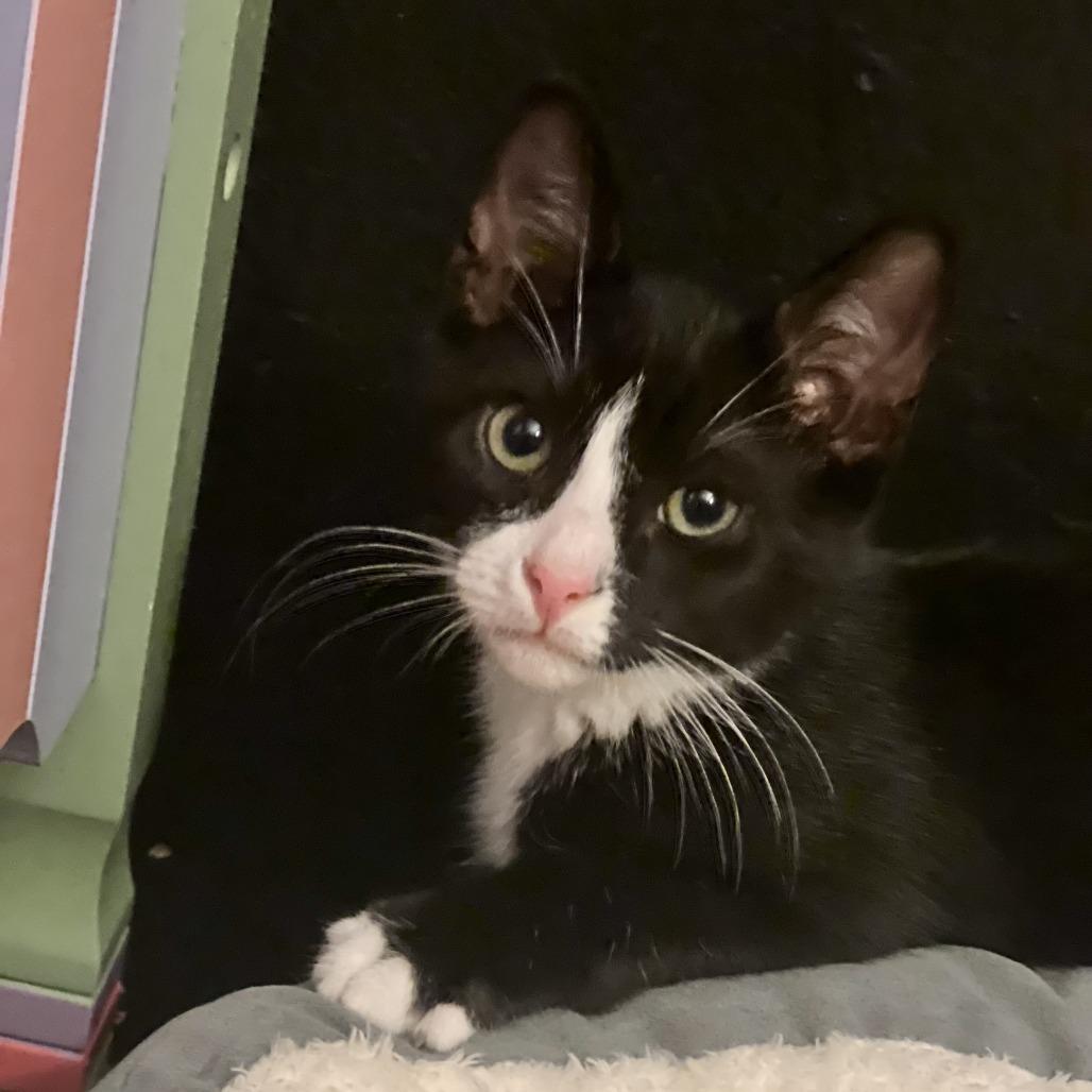 Loretta bonded to Dolly