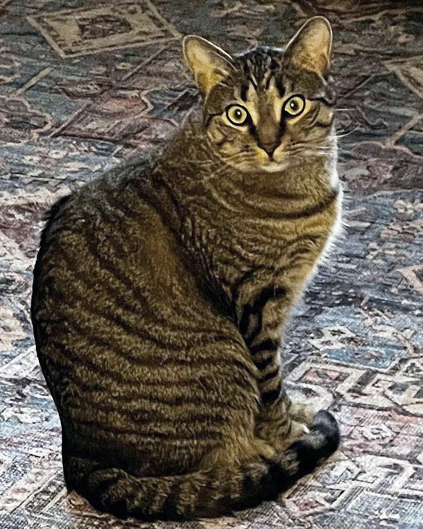 Enlarge Harley, a Adoptable Domestic Short Hair in Rochester, NY image 1/3