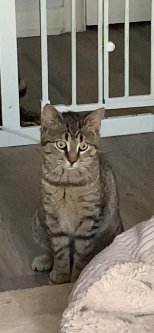 Enlarge Harley, a Adoptable Domestic Short Hair in Rochester, NY image 2/3