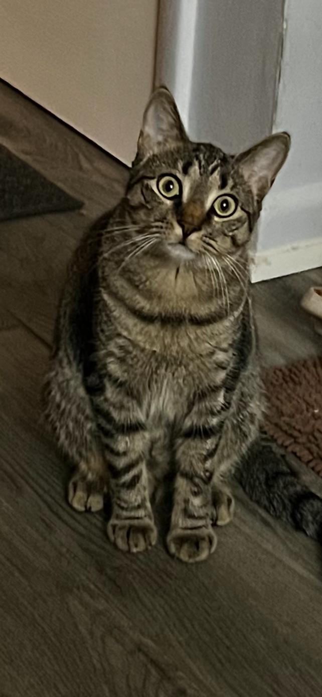 Harley, Adoptable, Young Female Domestic Short Hair.