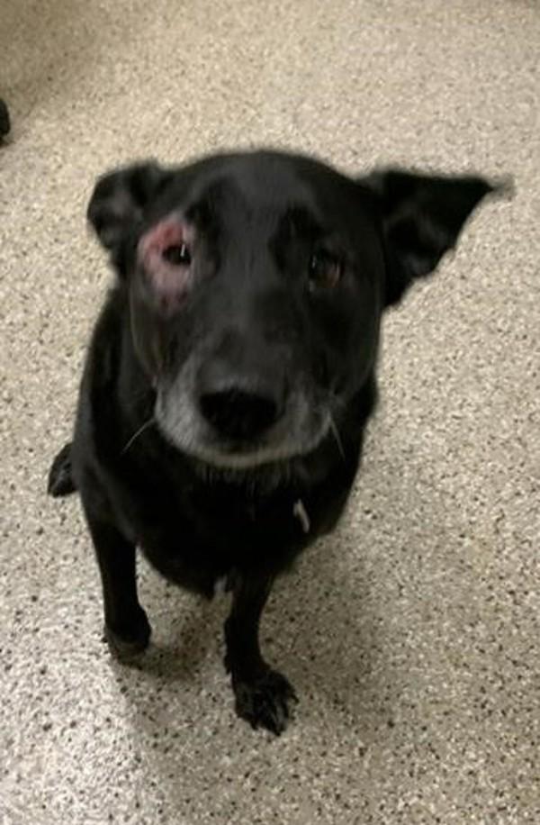 Enlarge Bella, a Adoptable mixed breed in Vancouver, WA image 1/1