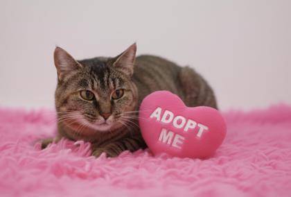 Enlarge Olivia - Sponsored, a Adoptable mixed breed in Bowling Green, KY image 1/1