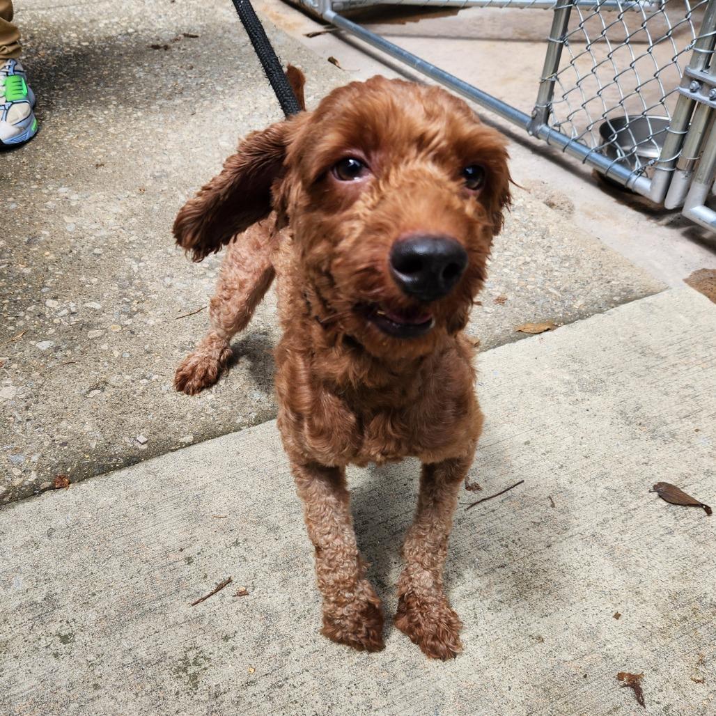 "Bamm-Bamm", a Adoptable mixed breed in Conshohocken, PA image 1/2