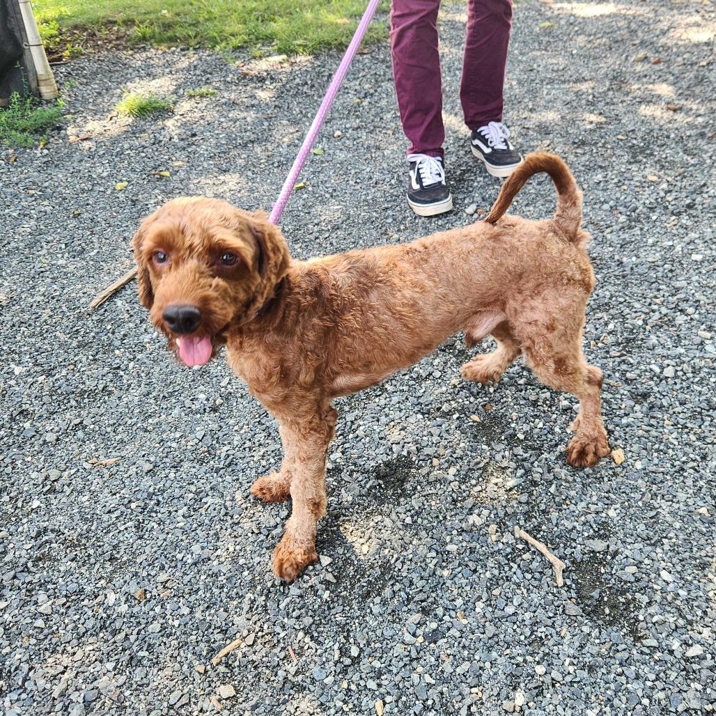 "Bamm-Bamm", a Adoptable mixed breed in Conshohocken, PA image 2/2