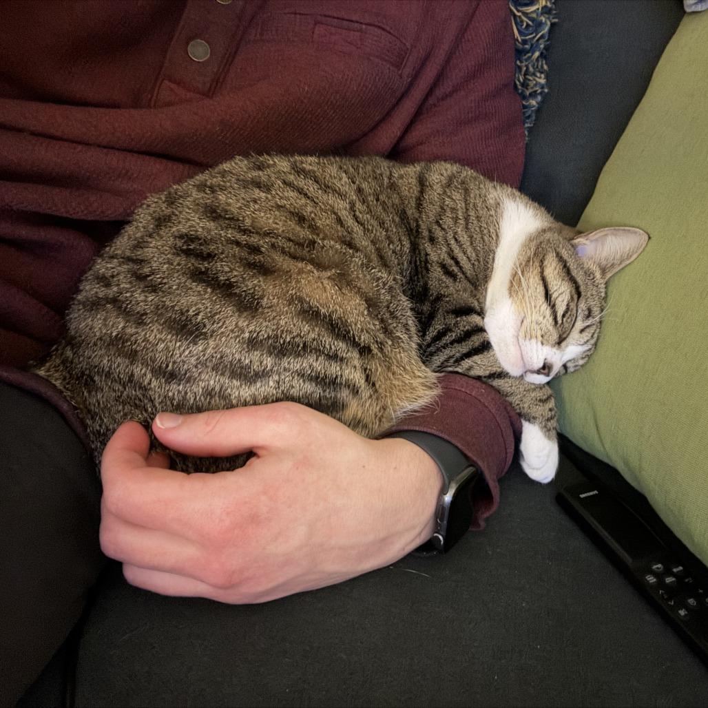 Pepper, Adoptable, Adult Female Domestic Short Hair.