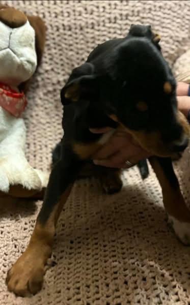 Lexington thumbnail 2