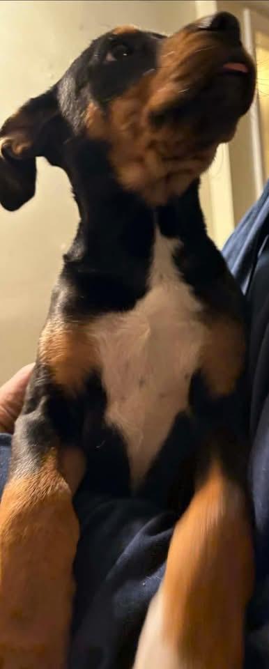 Enlarge Lexington, an adopted mixed breed in Woodbury, NJ image 4/4