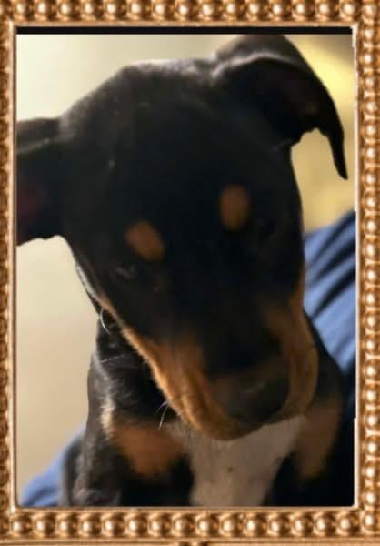 Enlarge Lexington, an adopted mixed breed in Woodbury, NJ image 2/4