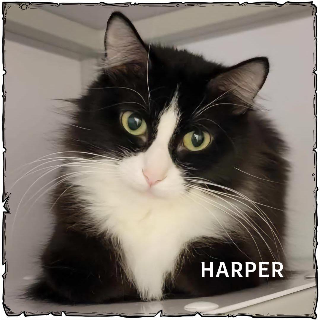 Enlarge Harper, a Adoptable Tuxedo in Whiting, IN image 1/1