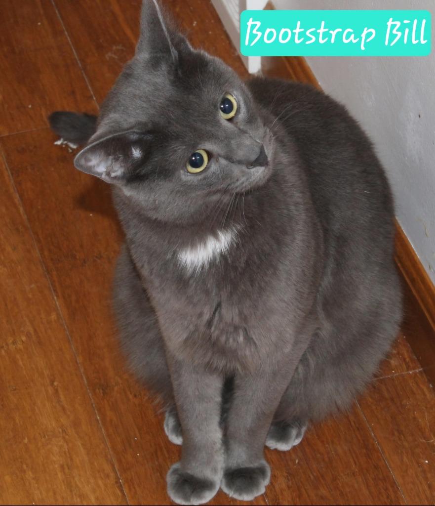 Enlarge Bootstrap Bill, a Adoptable mixed breed in Ogden, UT image 4/4