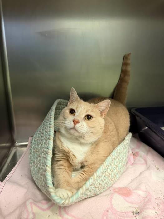 Bones at Petsense Madison Hts., ADOPTABLE, Adult Female Domestic Short Hair.
