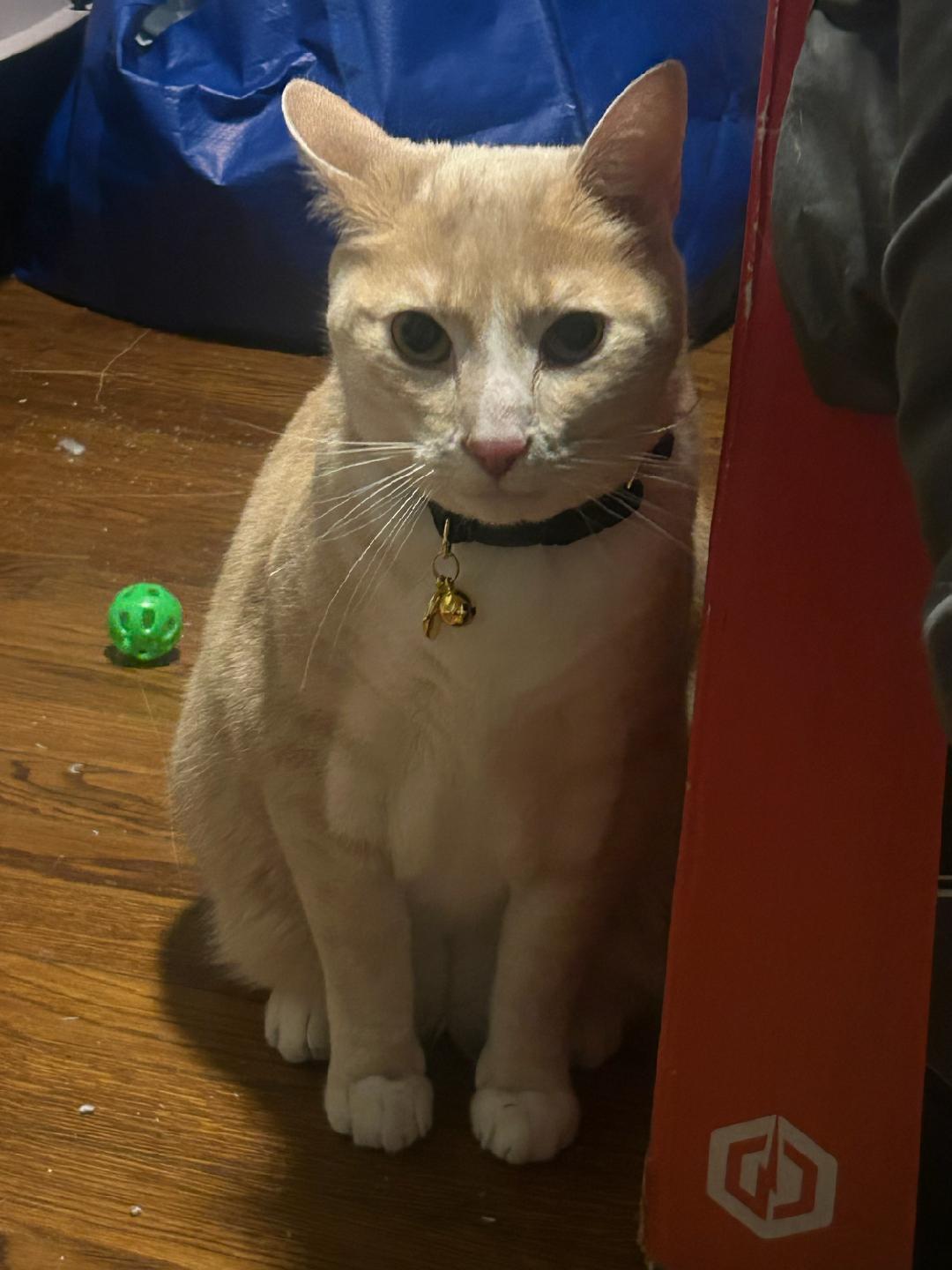 Enlarge Keeko, an adopted Domestic Short Hair in Newark, NJ image 2/2