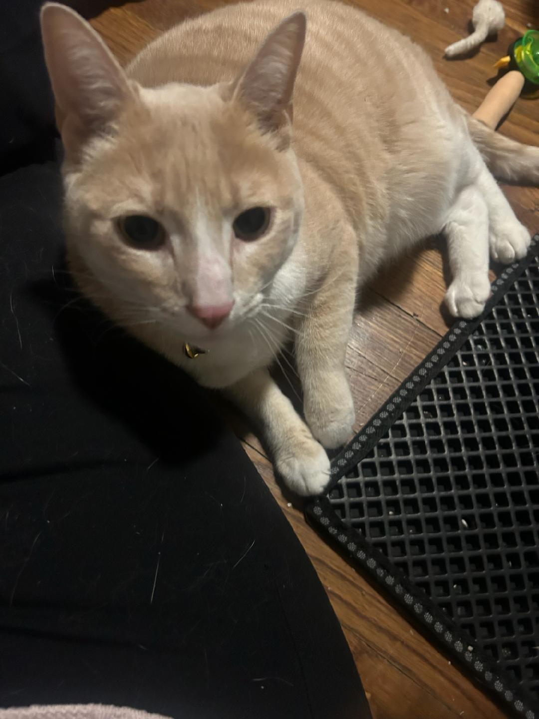 Enlarge Keeko, an adopted Domestic Short Hair in Newark, NJ image 1/2