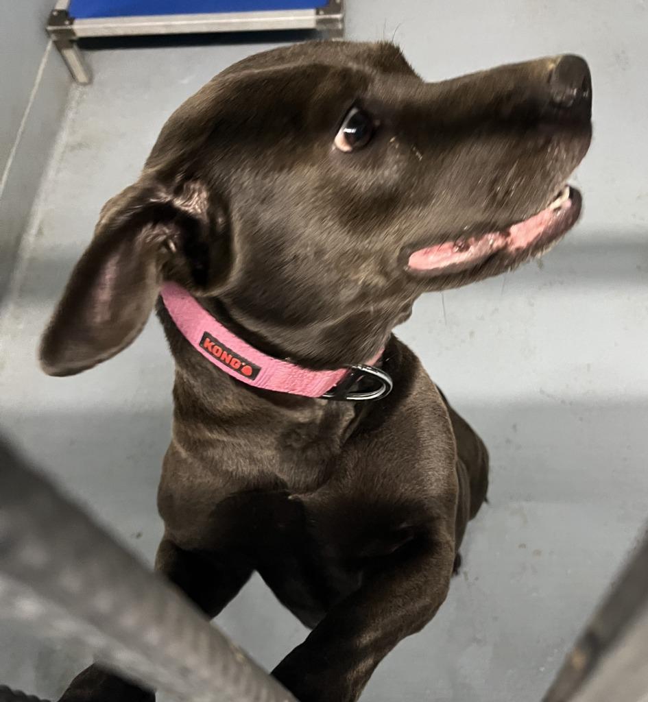 Enlarge Nova, a Adoptable mixed breed in Cartersville , GA image 1/1