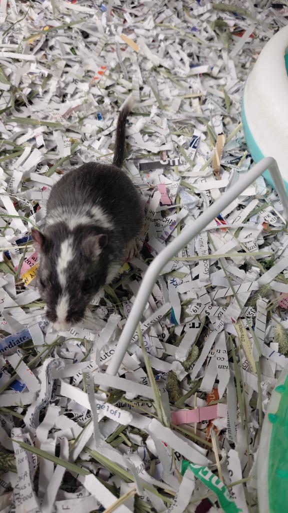 Nibbles, Adoptable, Young Female Gerbil.