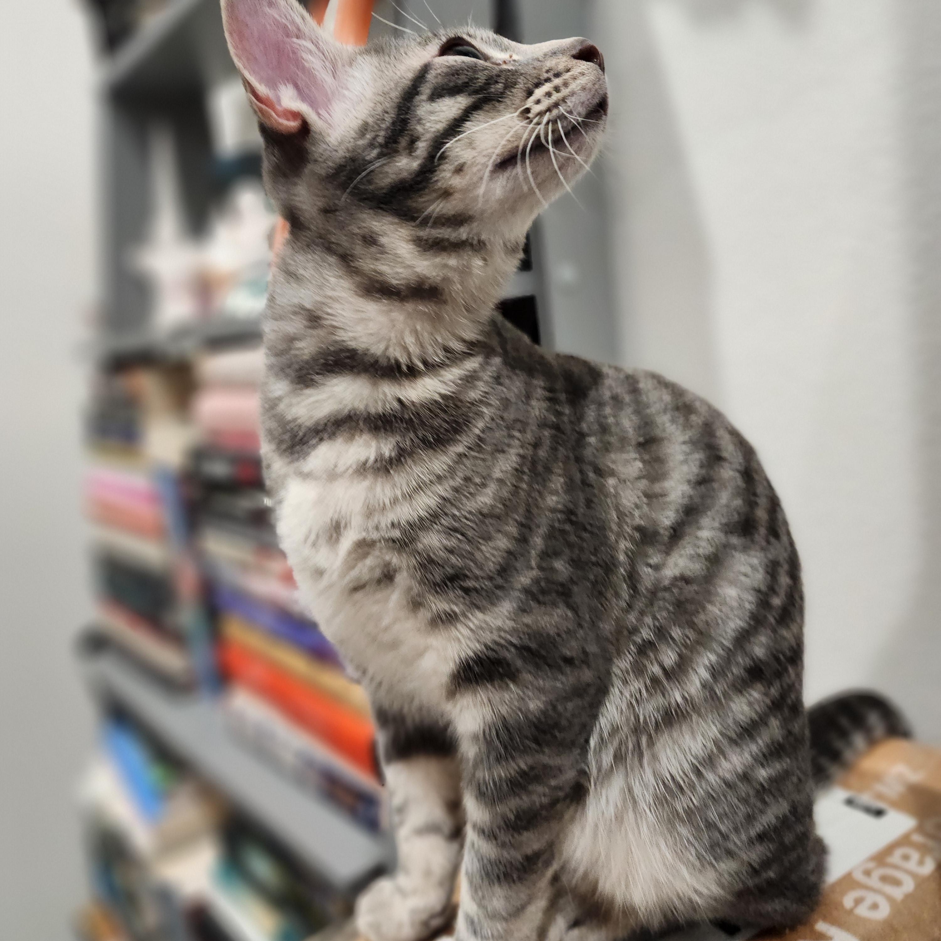 Kiara, a Adoptable Tabby in Bentonville, AR image 2/3