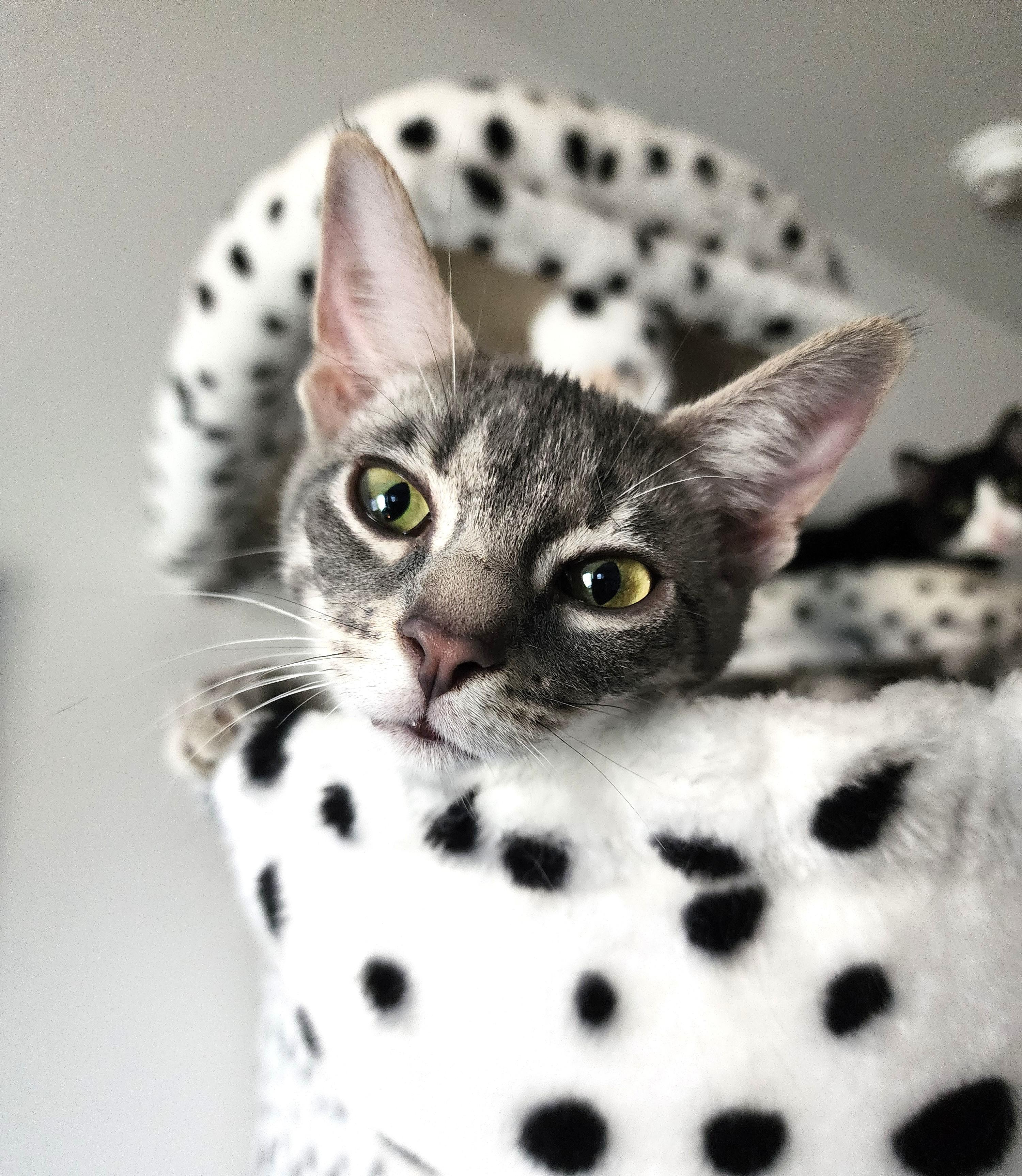 Kiara, a Adoptable Tabby in Bentonville, AR image 1/3