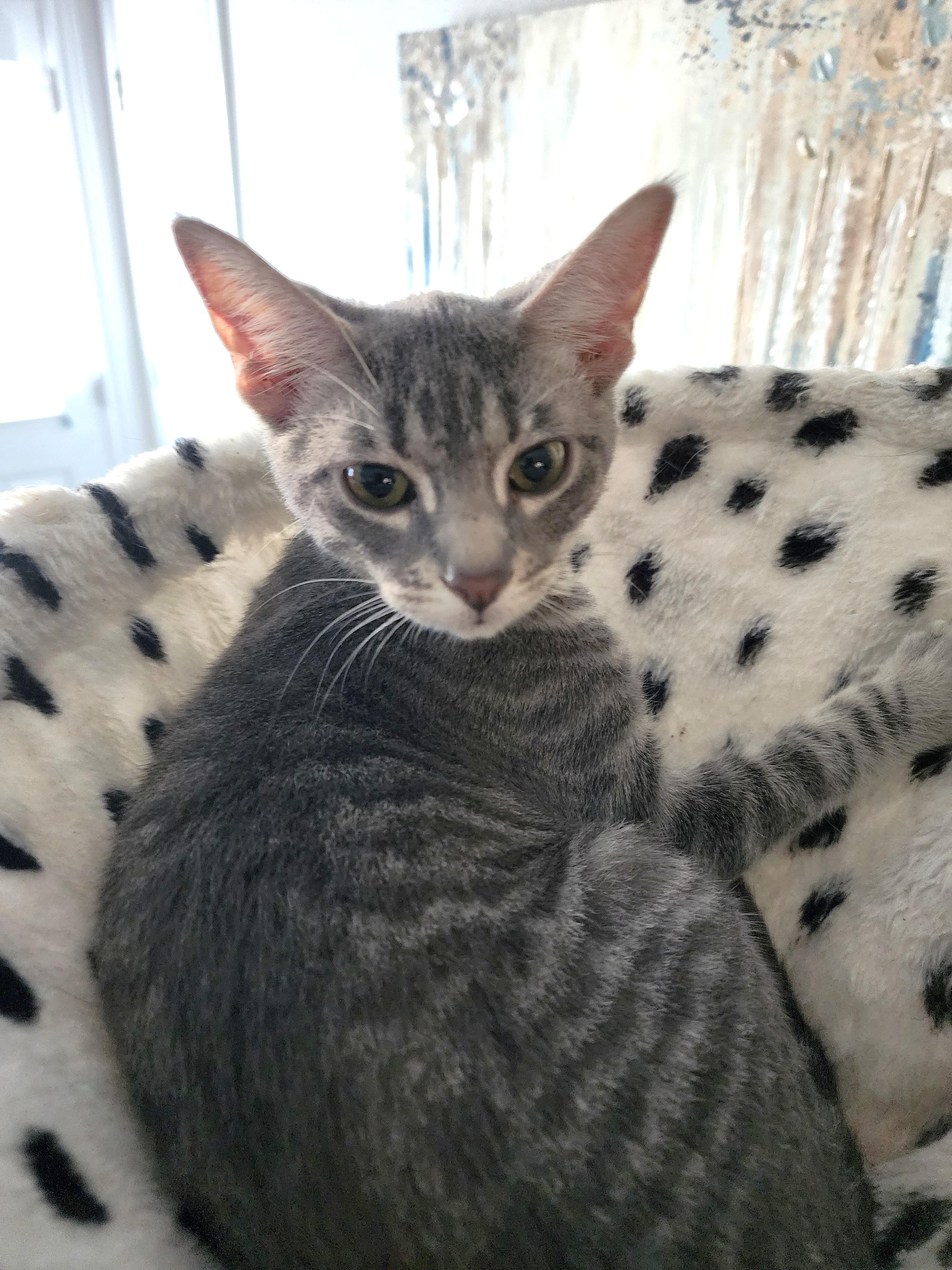 Kiara, a Adoptable Tabby in Bentonville, AR image 3/3