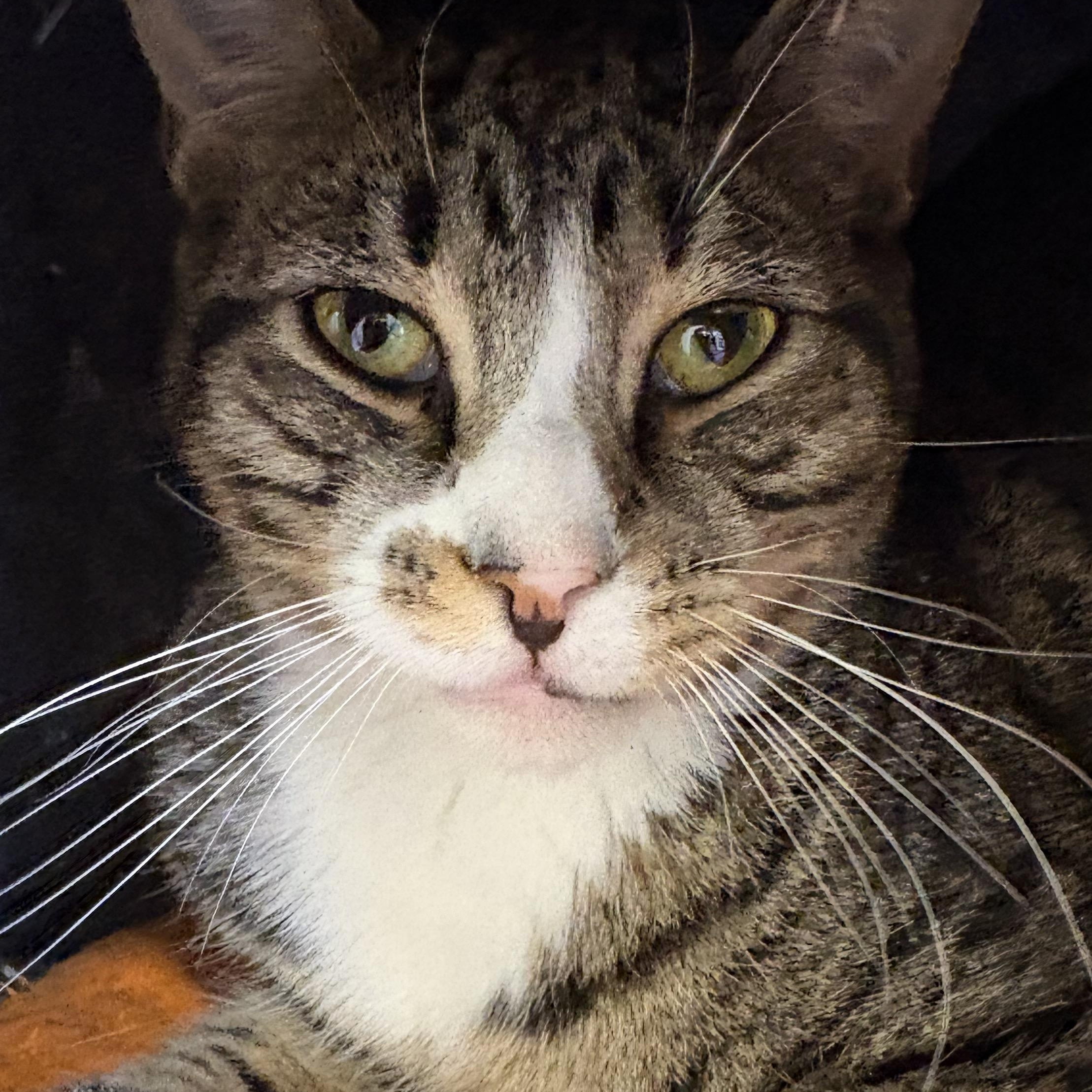 Enlarge Mars bonded with Magnolia, a Adoptable Domestic Short Hair in Warwick, NY image 1/1