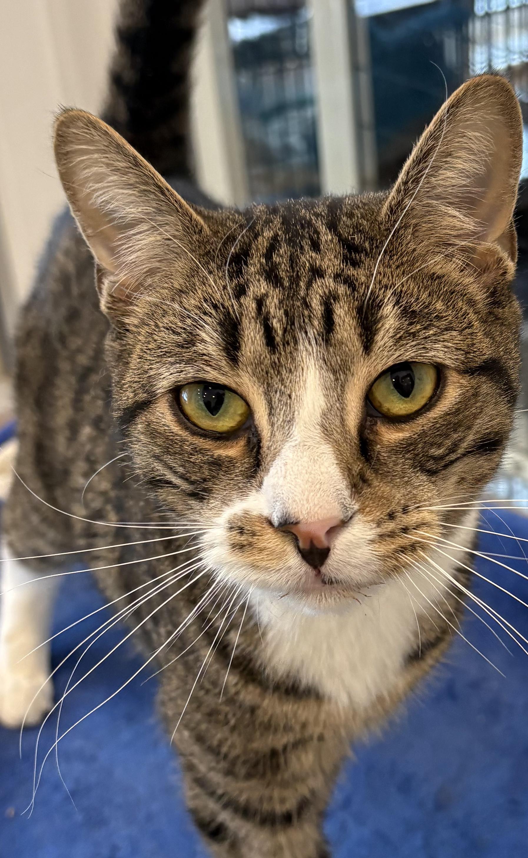 Mars bonded with Magnolia, Adoptable, Young Male Domestic Short Hair.