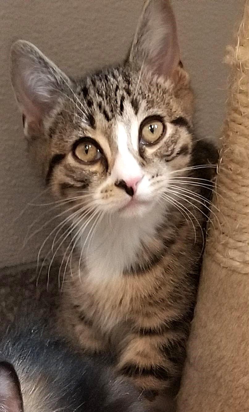 Mars, Young Male Domestic Short Hair
