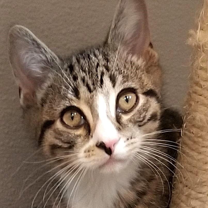 Mars bonded with Magnolia, Adoptable, Young Male Domestic Short Hair.