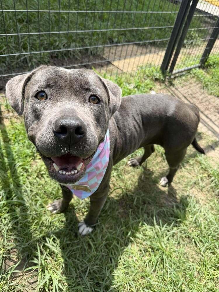 Nayla, Adoptable, Adult Female Staffordshire Bull Terrier.