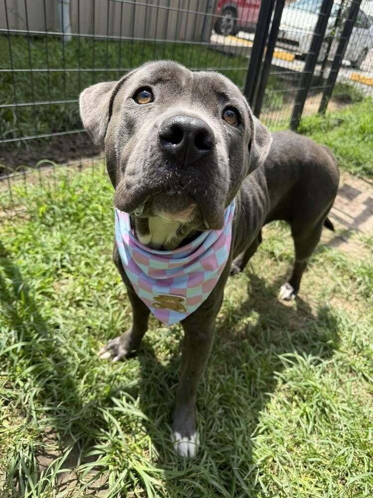 Enlarge Nayla, a Adoptable mixed breed in Aurora, CO image 2/2
