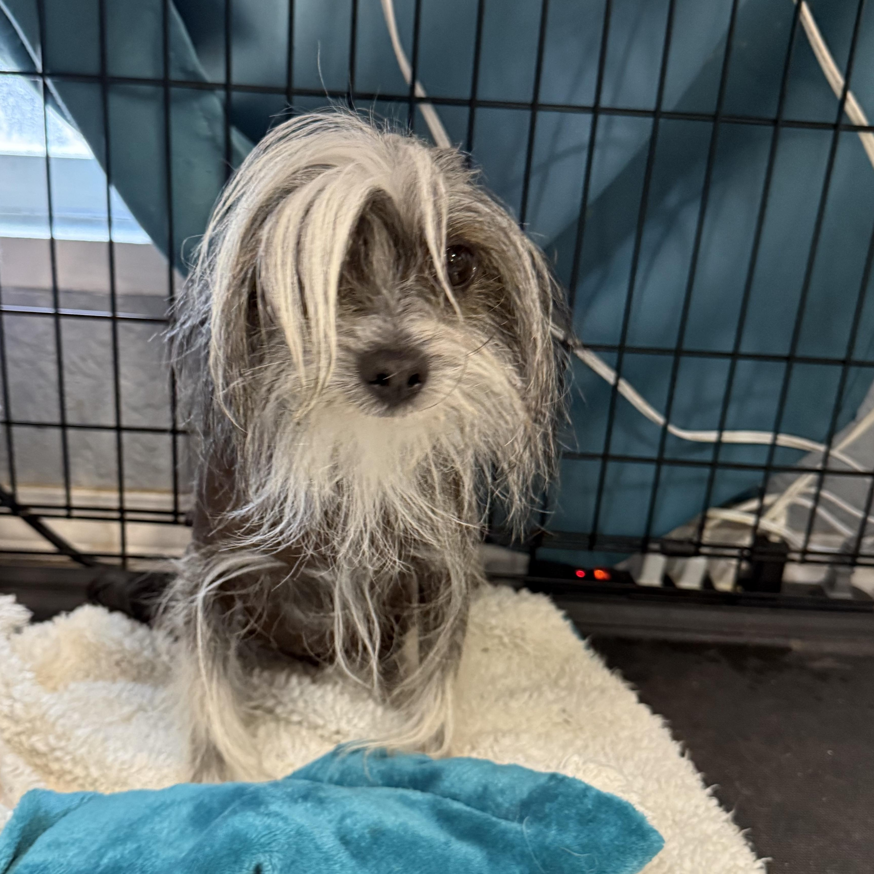 Enlarge Ziggy Moonpie, an adopted Chinese Crested Dog in Mendham , NJ image 5/6