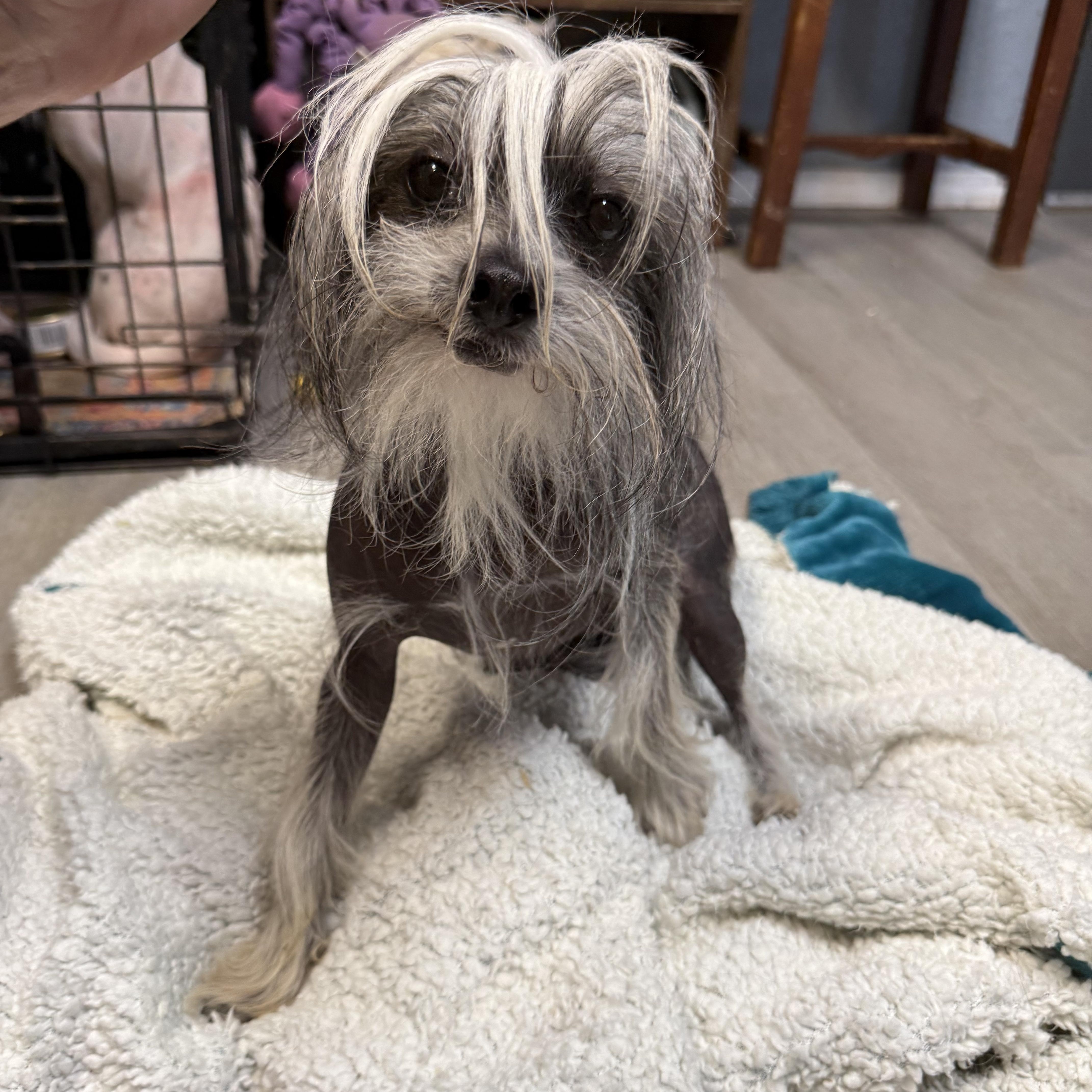 Enlarge Ziggy Moonpie, an adopted Chinese Crested Dog in Mendham , NJ image 1/6