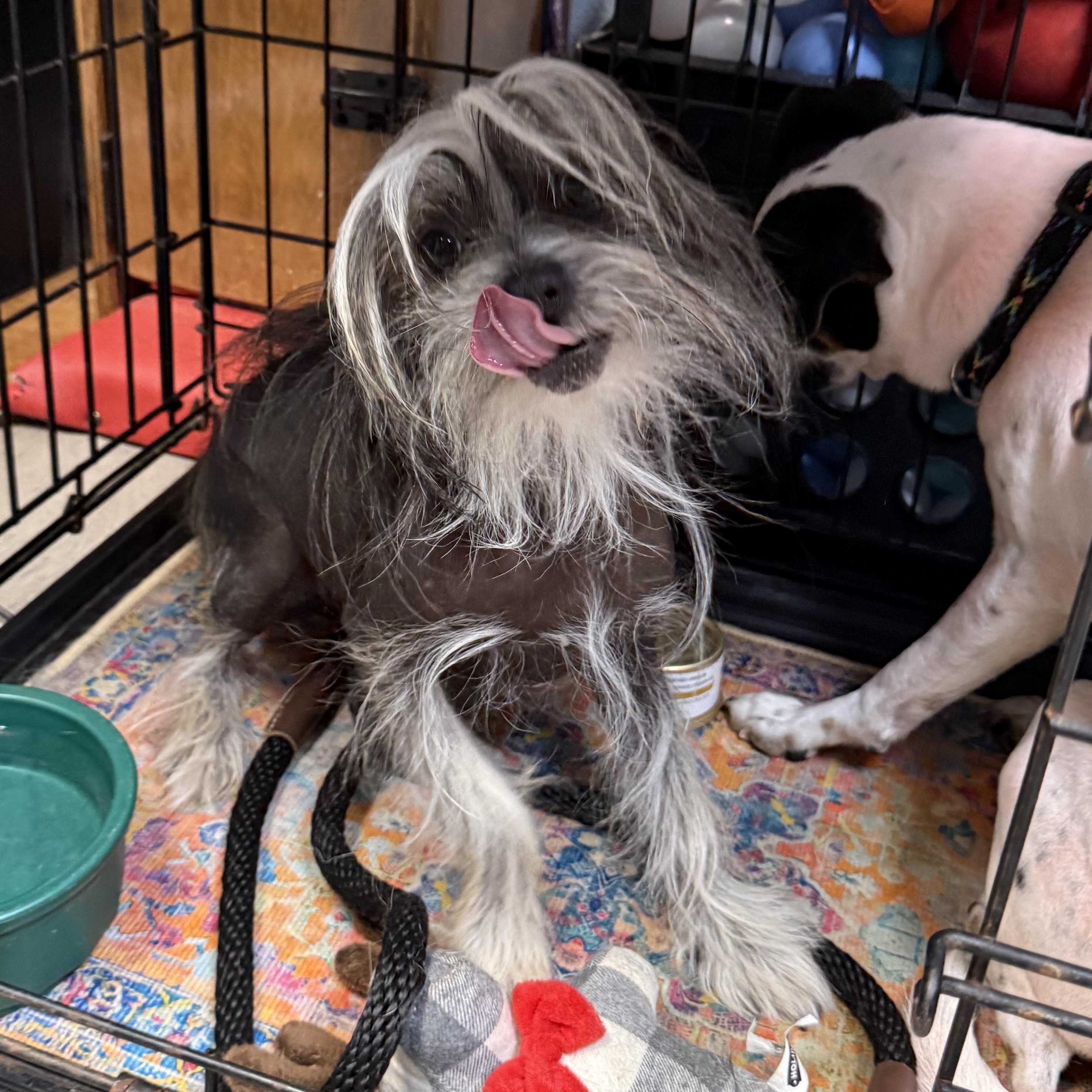 Enlarge Ziggy Moonpie, an adopted Chinese Crested Dog in Mendham , NJ image 2/6