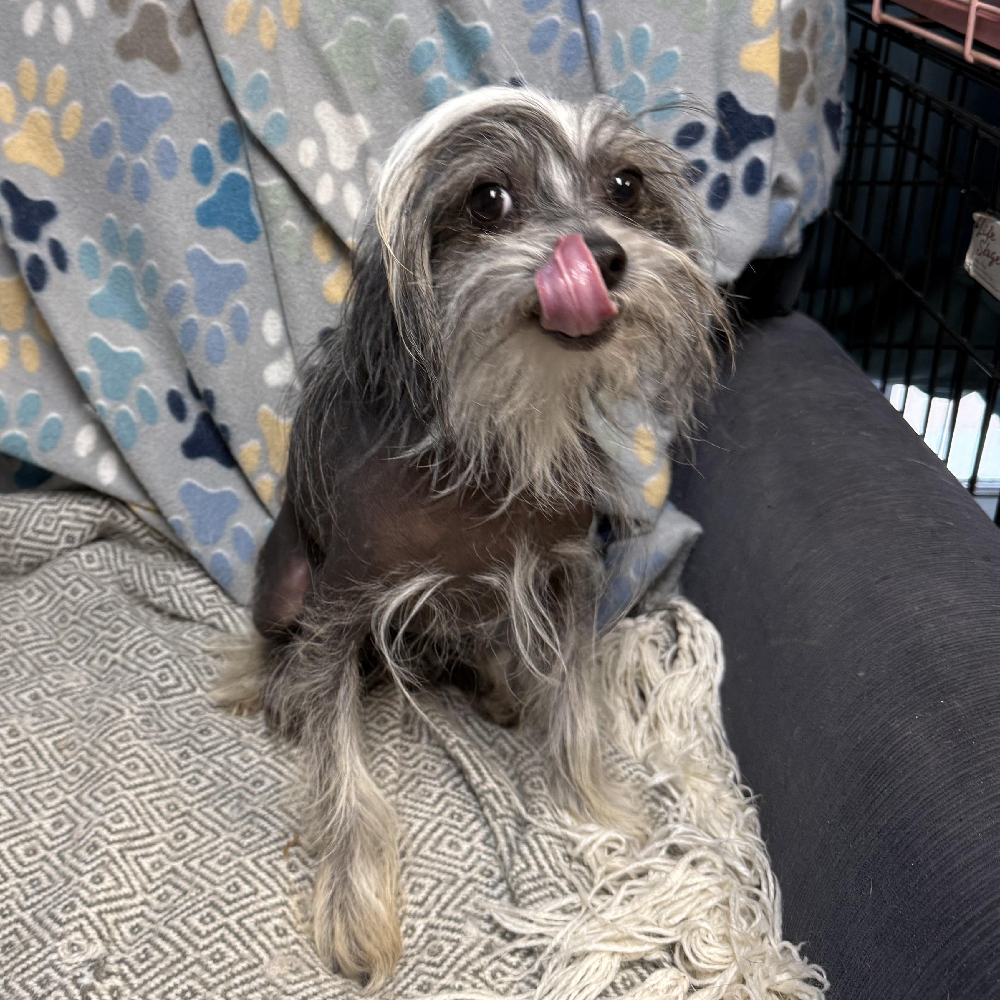Enlarge Ziggy Moonpie, an adopted Chinese Crested Dog in Mendham , NJ image 6/6