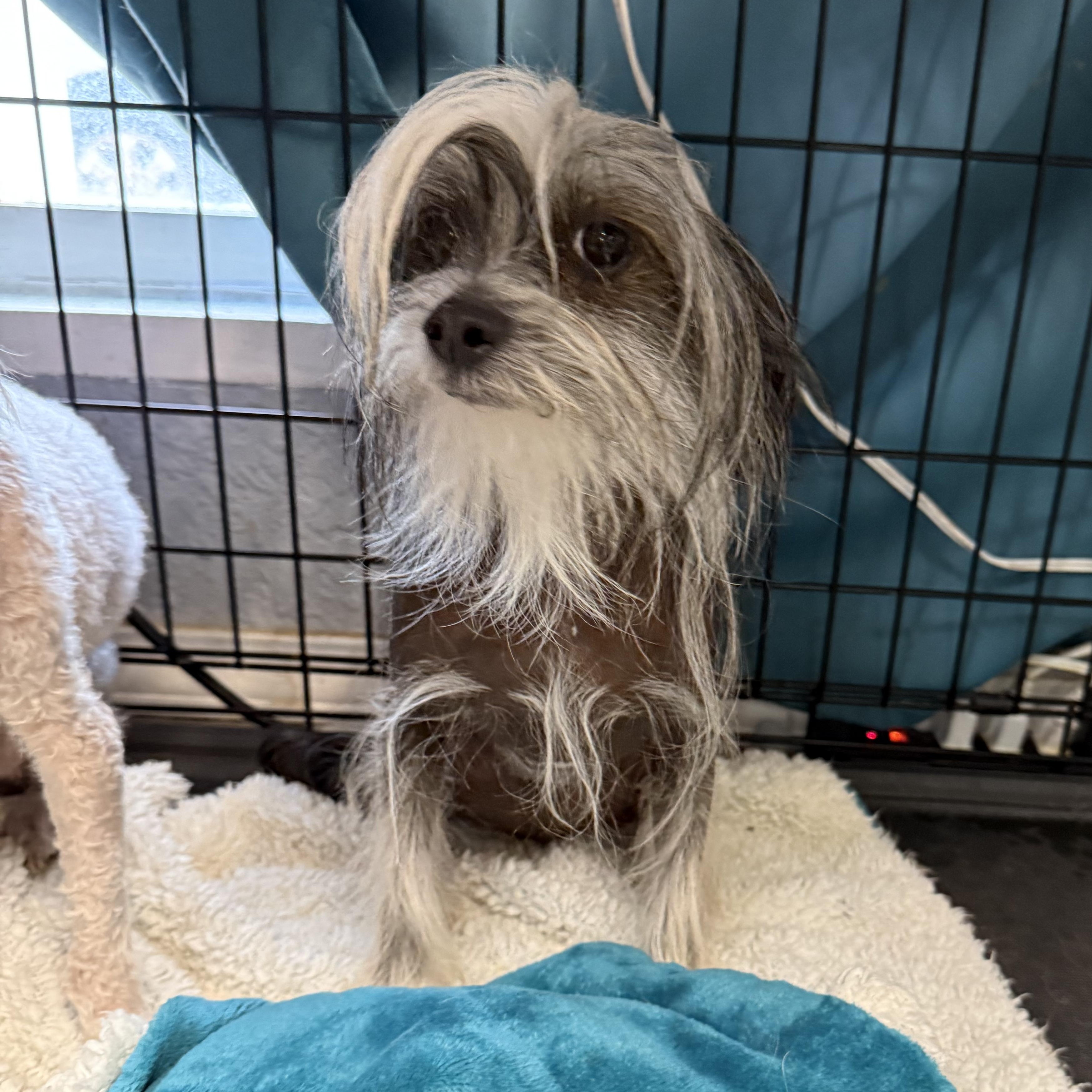 Enlarge Ziggy Moonpie, an adopted Chinese Crested Dog in Mendham , NJ image 3/6