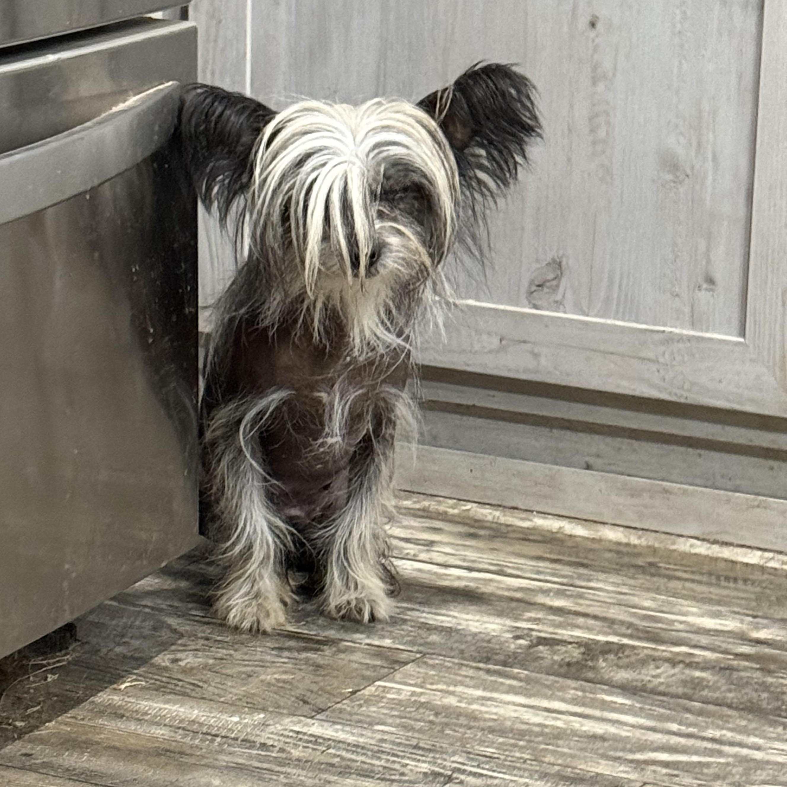 Enlarge Ziggy Moonpie, an adopted Chinese Crested Dog in Mendham , NJ image 4/6