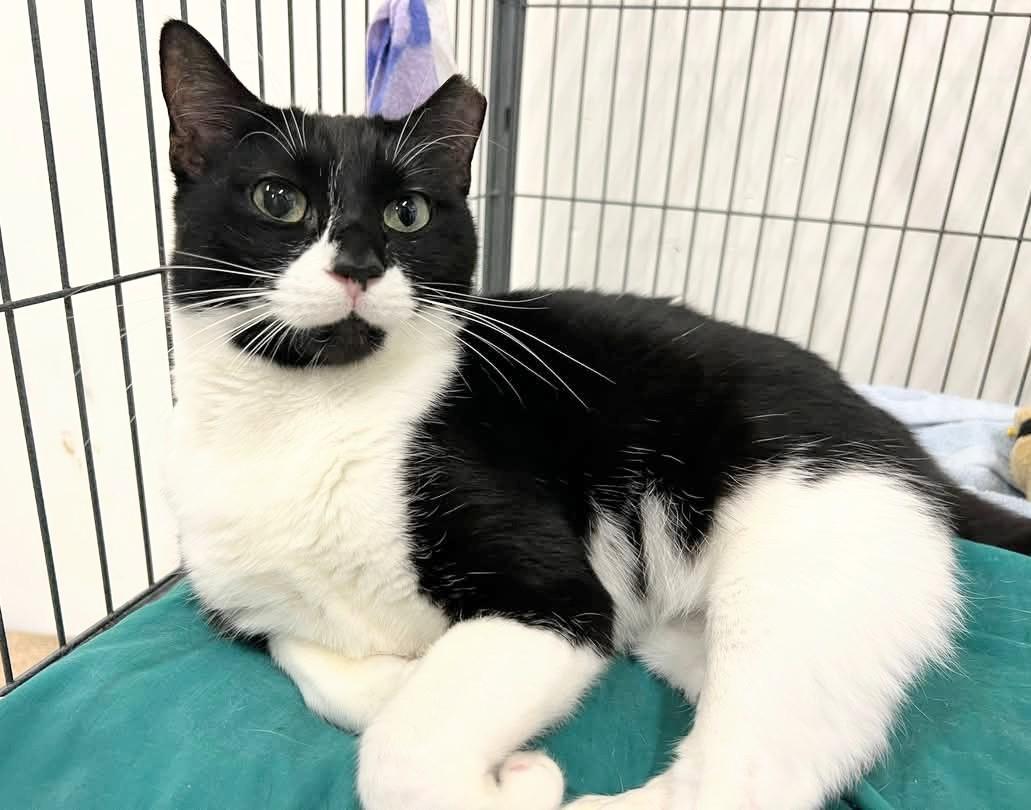 Enlarge Bumblebee, a Adoptable mixed breed in West Palm Beach, FL image 3/6