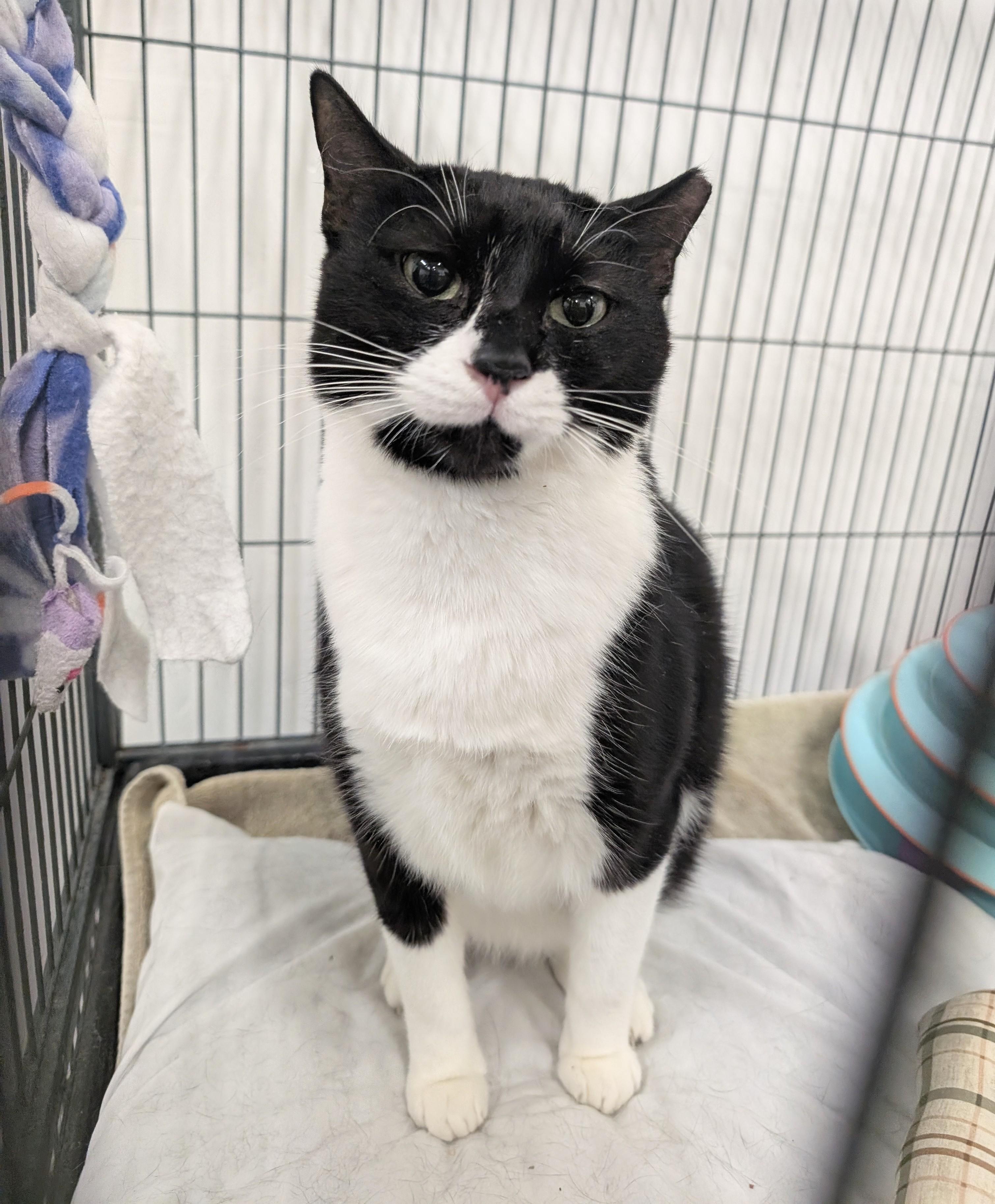 Enlarge Bumblebee, a Adoptable mixed breed in West Palm Beach, FL image 5/6