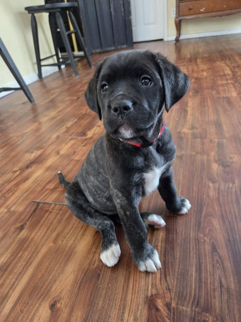 Gem, ADOPTABLE, Puppy Female Mastiff & Cane Corso.